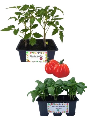 Pomodoro Costoluto +Basilico