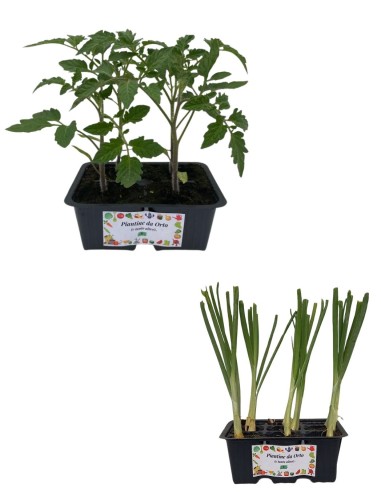 Pomodoro Tondo +  Cipolla bianca