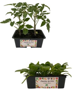 Pomodoro Ciliegia +  Spinacio