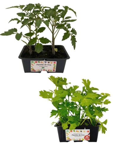 Pomodoro Cuore di Bue +  Sedano