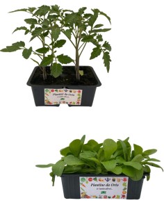 Pomodoro Tondo +  Valeriana da insalata