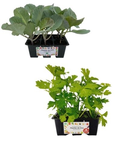 Cavolo Cappuccio + Sedano