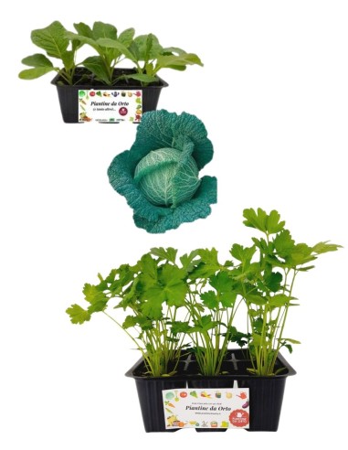 Verza Precoce +  Prezzemolo