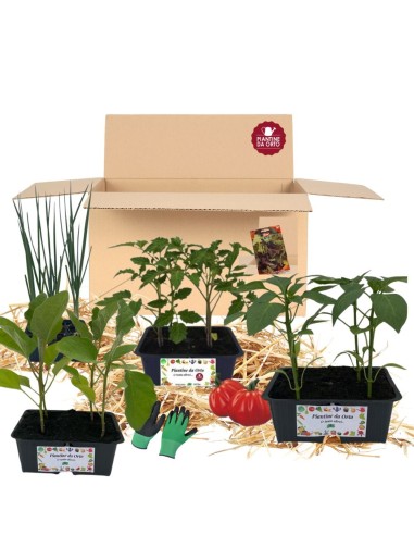 Box Orto Mediterraneo Resistente