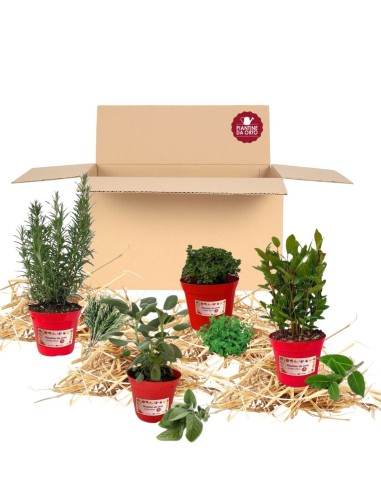 Box Balcone degli arrosti