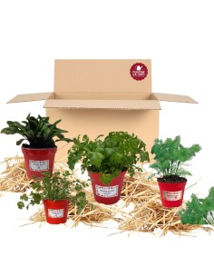 Box Balcone dei dolci