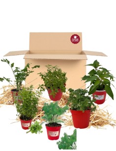 Box Balcone dei cocktail