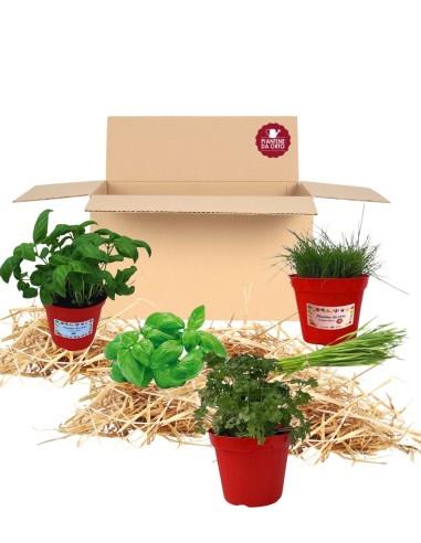 Box Balcone dei sapori