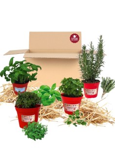 Box Balcone della Pizza