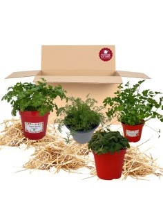 Box Balcone delle tisane