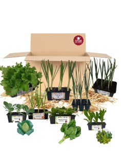 Box Orto del primo Sole