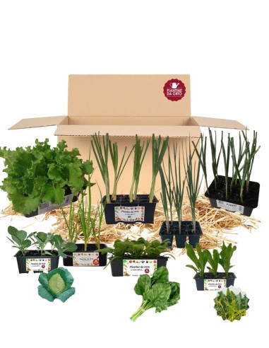 Box Orto del primo Sole