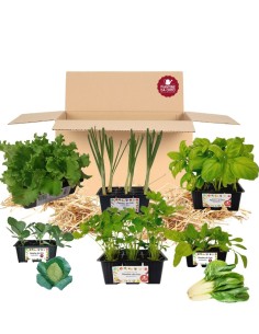 Box Orto delle foglie