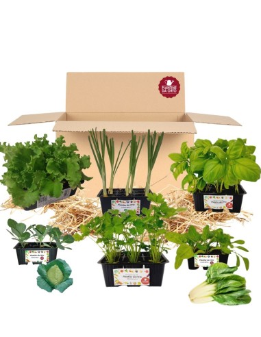 Box Orto delle foglie