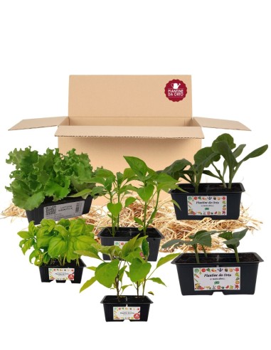 Box Orto Primavera - Estate