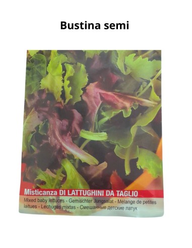 Bustina semi di lattuga