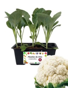 Cavolfiore medio precoce pack da 6 piantine