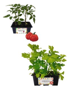 Pomodoro Costoluto + Sedano