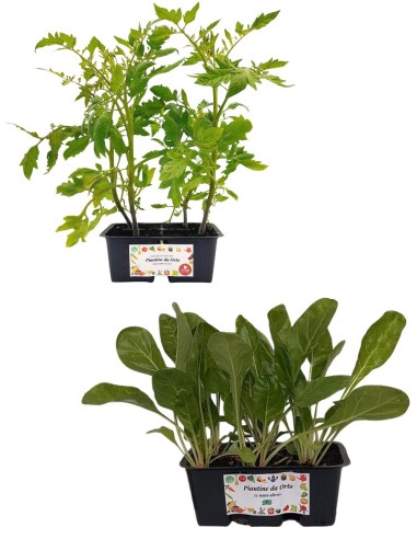 Pomodoro Tondo + Coste