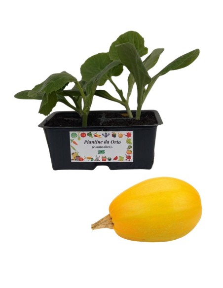 Zucca spaghetti linea gold pack da 2 piante