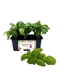 Basilico pack da 6 piantine