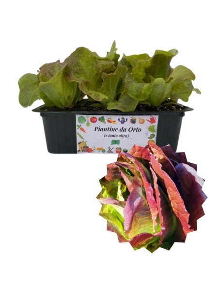 LATTUGA 4 STAGIONI pack da 9 piantine