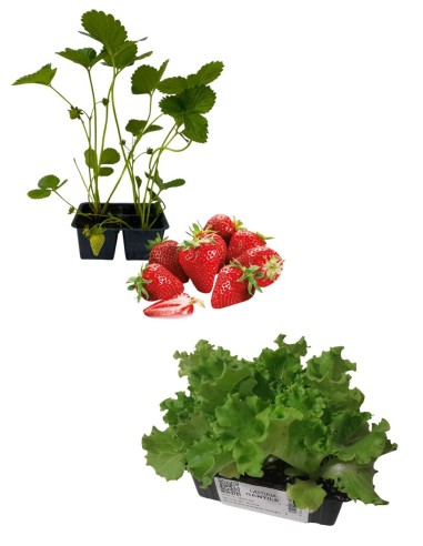 Fragola + Lattuga