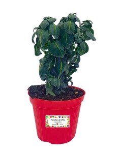 Erba Fungo vaso 14