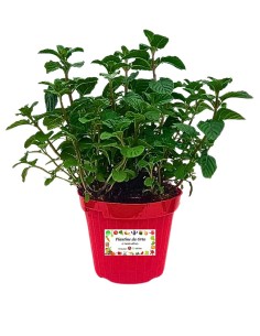 Menta Frutti di Bosco