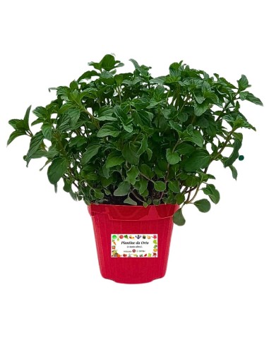 Menta Bergamotto