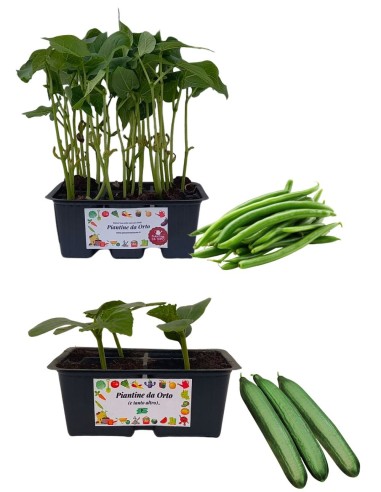 Cetriolo Digeribile + Fagiolino