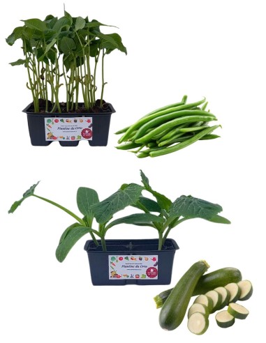 Zucchino Afrodite + Fagiolino