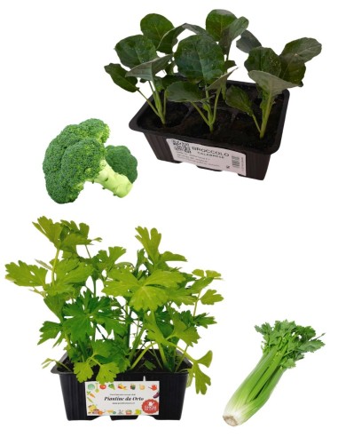 Broccolo Calabrese + Sedano Verde