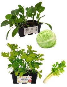 Cavolo Cappuccio Tondo + Sedano Dorato