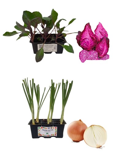 Cavolo Cappuccio Rosso a Punta + Cipolla Dorata