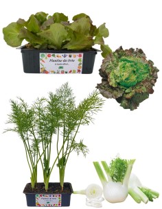 Finocchio + Lattuga Canasta