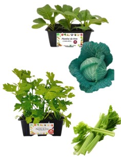Verza Savoy King + Sedano Verde