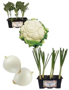 Broccolo Verona precoce + Cipolla Bianca