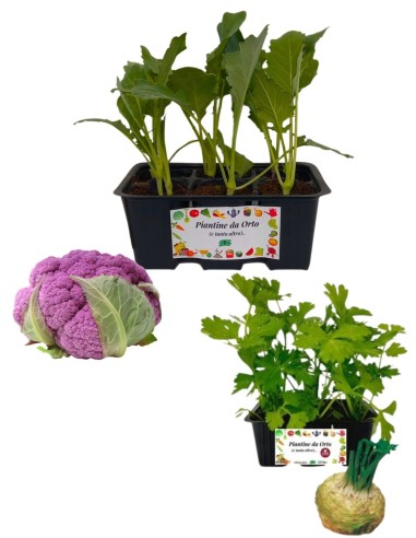 Cavolfiore Viola + Sedano Rapa