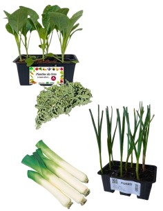 Broccolo Fiolare + Porro