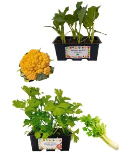 Cavolfiore Arancione + Sedano Dorato