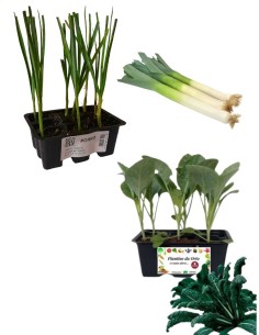 Cavolo Nero di Toscana + Porro