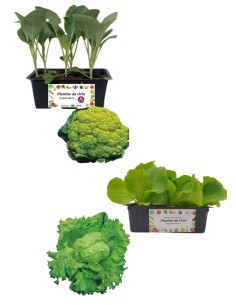 Cavolfiore Verde + Lattuga Brasiliana