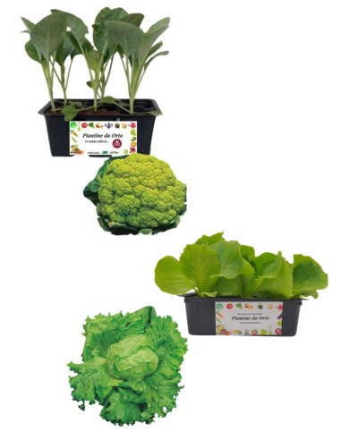 Cavolfiore Verde + Lattuga Brasiliana