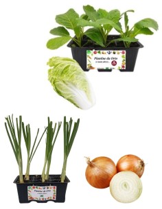 Cavolo Cinese + Cipolla Dorata