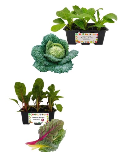 Verza Precoce + Coste Arcobaleno