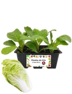 Cavolo cinese pack da 6 piante