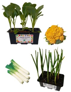 Cavolfiore Arancione + Porro