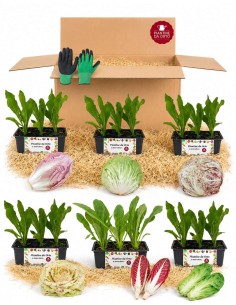 Box Radicchi Gourmet 54 PIANTINE