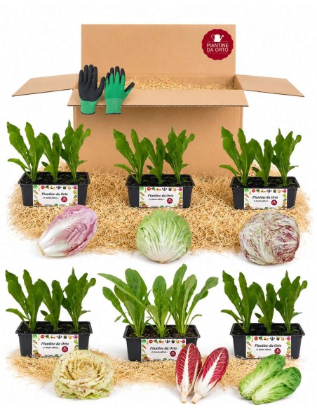 Box Radicchi Gourmet 54 PIANTINE